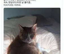 고양이가 집사를 자꾸 부른 이유