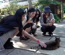 고양이를 만난 아일릿