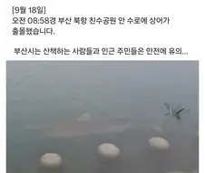 KBO) 롯데가 야구 성적 갑자기 좋아진 이유