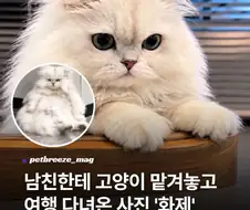 남친에게 고양이 맡겨놓고 여행 다녀온 사진 화제...