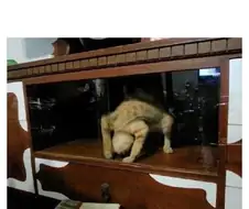 여기 고양이 키워본 사람 있냐?