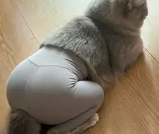 레깅스 입은 고양이
