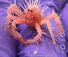 세상에서 제일 작은 킹크랩