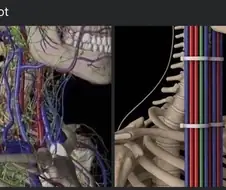 인간신체를 올바르게 하는 방법