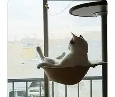 엄마가 보내준 고양이 사진.jpg