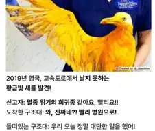 영국에서 발견된 전설의 황금새