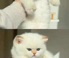 토실토실하게 생긴 어리고 하얀 고양이