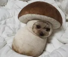 버섯댕
