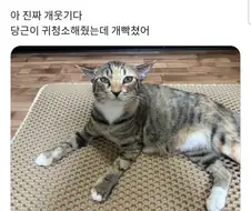 귀청소받은고양2