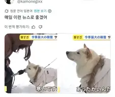 일본 : 한국 뉴스에서 토끼 인터뷰를 했다고?