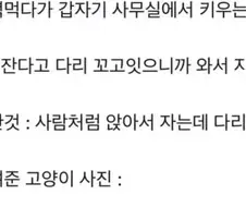 아빠 다리꼬고 자면 와서 지도 다리꼬고 잔다는 고양이.jpg