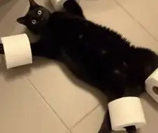 두루마리 화장지로 떼걸룩을 구속하는 방법