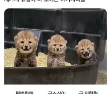 세가지 유형이 다 보이는 아기치타들.jpg