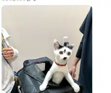 동물병원에 왔다는 걸 깨달은 고양이의 표정.jpg