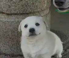 시골 똥개 특
