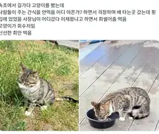 "짜증나게 저열한 통조림이군 닝겐"