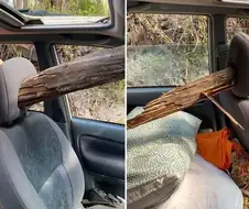 차 안으로 들어오면 위험한것