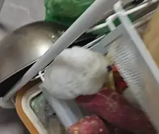 매일밤 고구마 훔쳐먹은 쥐새끼.jpg
