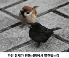 흑화된 참새가 발견