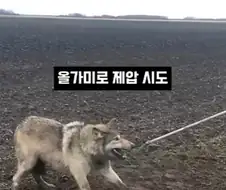 개를 발명하는 과정