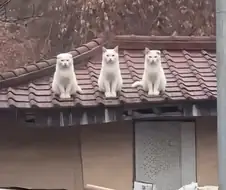 여기까지 오느라 수고했고 이 몸이 신기한거 보여줄께