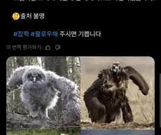 위협자세를 취하고 있는 맹금류 사진.twit