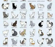 그림으로 보는 여러 종류의 고양이