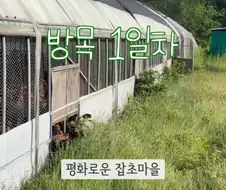 잡초가 무성한 곳에 토종닭을 풀어 놓을경우