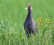 검열 관련 기사뜸