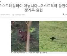 더이상 캥거루로 구분하면 안되는 나라