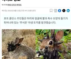 흉조의 토끼.JPG