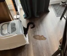 조준을 잘못한 고양이