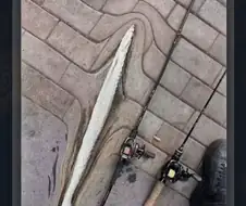 엄청 큰 물고기 잡았어.
