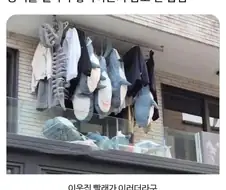 상어가 얼마나 좋으면