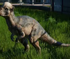 대머리라고 오해받는 동물