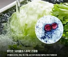 의외로 깻잎이랑 상추에 기생충들이 많다고 한다