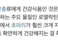 과학으로 정말로 슈퍼 건강식품임이 밝혀진 로열젤리