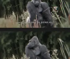 고릴라와 스파링하는 추성훈