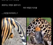 호랑이와 치타의 엄청 큰 차이점.jpg