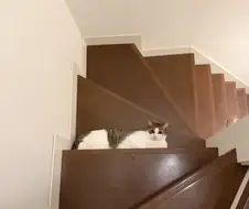 "이 고양이... 중력을...!"