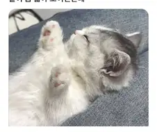 팔이 짧은 아깽이...