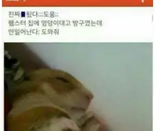 의외로 햄스터한테 진짜 하면 안 되는 거