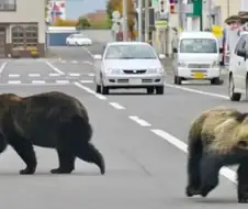 일본 만화에 곰 나오면 러시아 불곰 생각해서는 안됨
