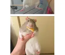 라따뚜이 쥐 실제 크키.jpg