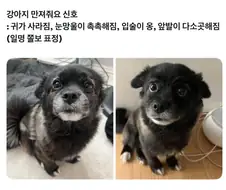 강아지가 만져달라는 표정.jpg