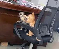 캣초딩 펀치