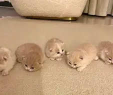 뭉티기 보다 더 좋은거