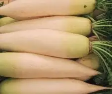 님들 ㅠㅠ 채소 중 무가 불쌍한 이유가 뭔지 아세여 ㅠㅠㅠㅠ