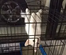 거미한테 물린듯한 고양이