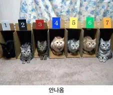 고양이 경주가 없는 이유.jpg